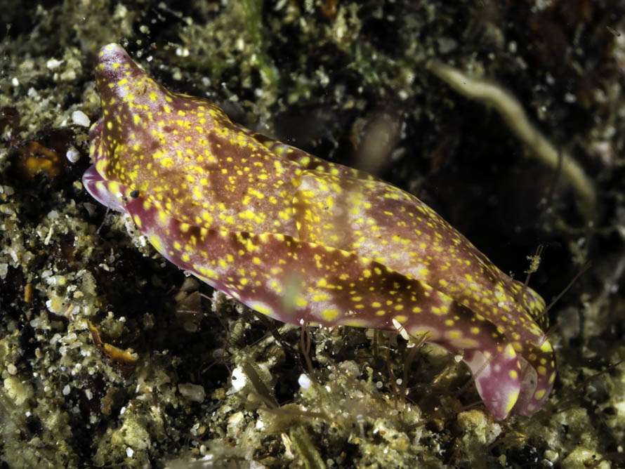 Spinophallus falciphallus