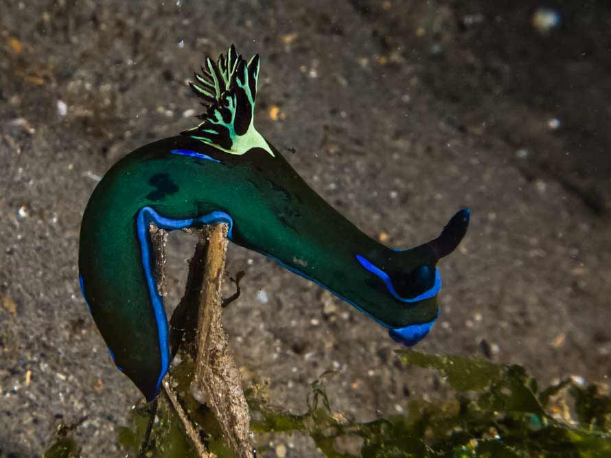 Tambja morosa