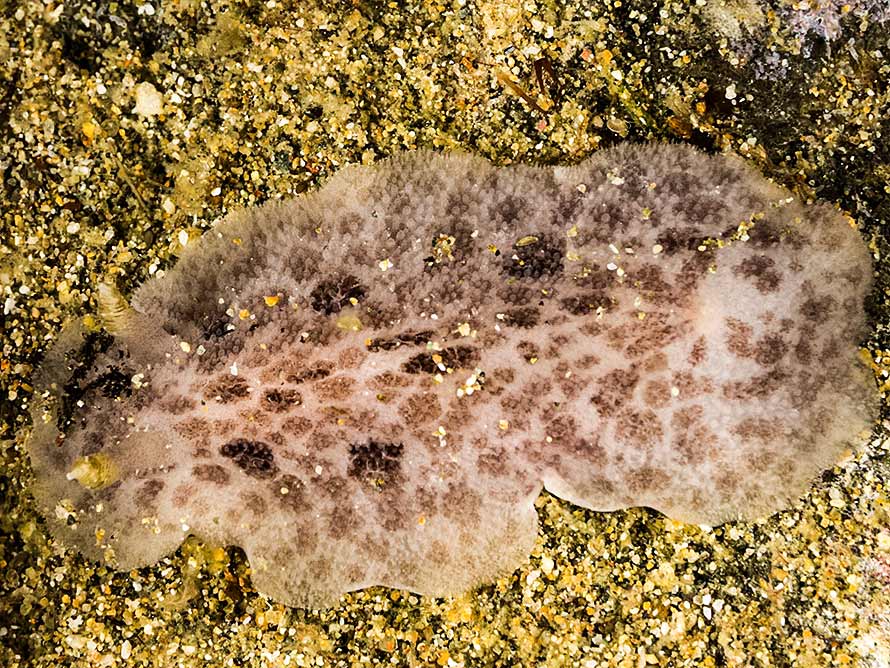 Tayuva lilacina