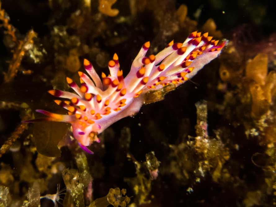 Trinchesia sibogae