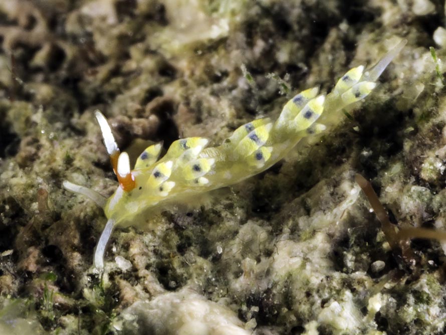 Tenellia sp. 11