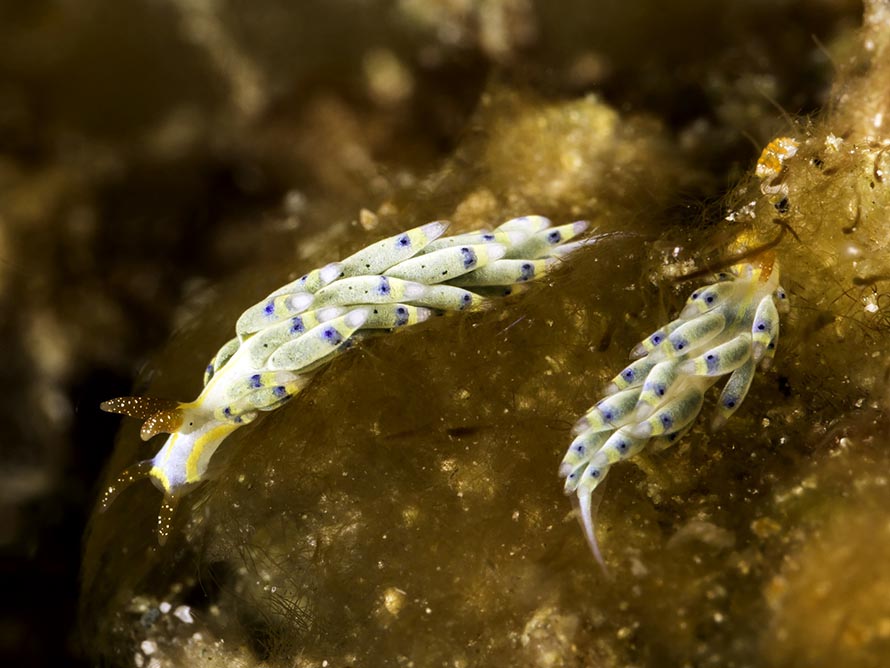 Tenellia sp. 2