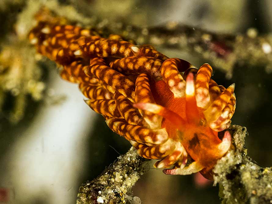 Tenellia sp. 27