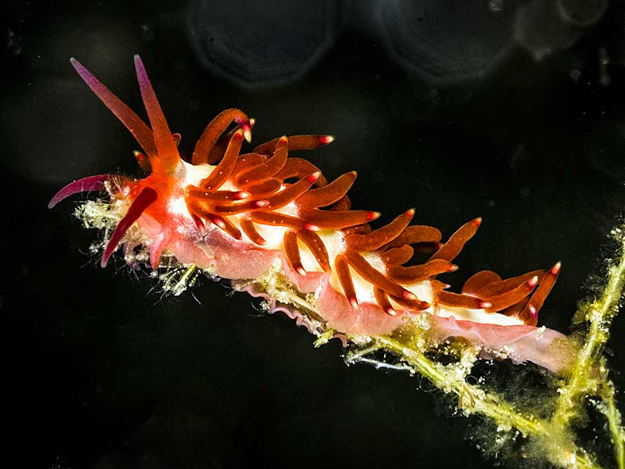 Tenellia sp. 29