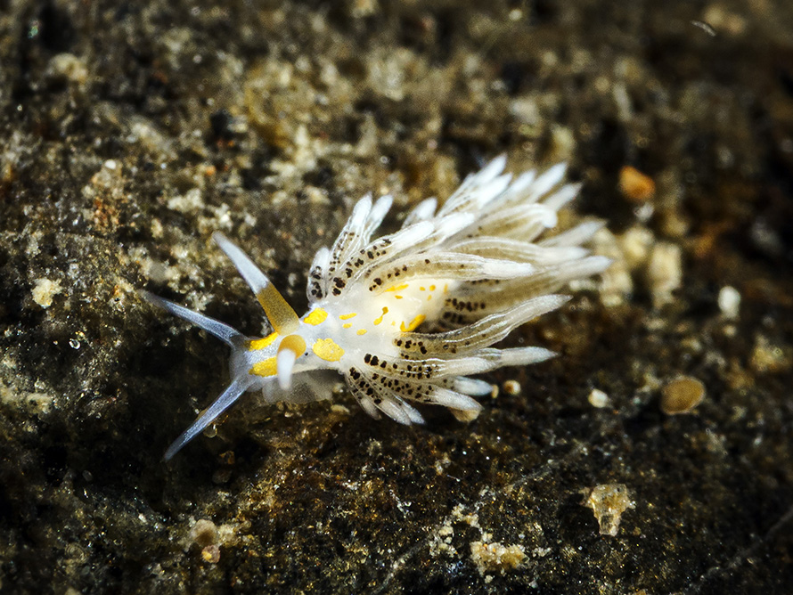 Tenellia sp. 57