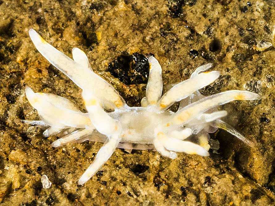 Tenellia sp. 72