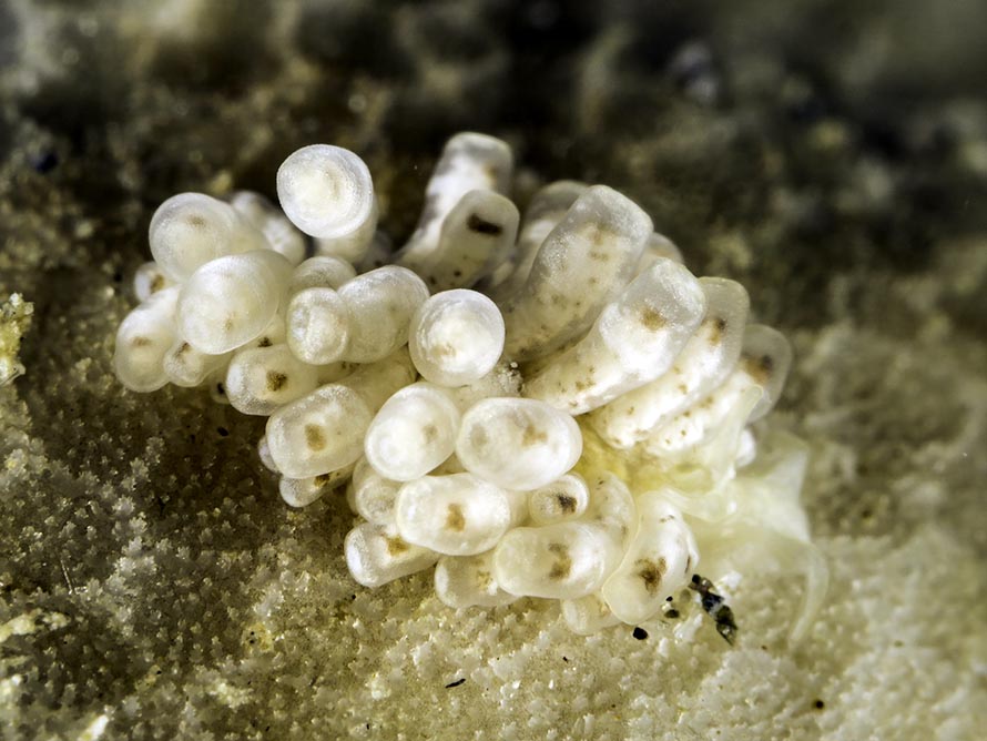Tenellia minor