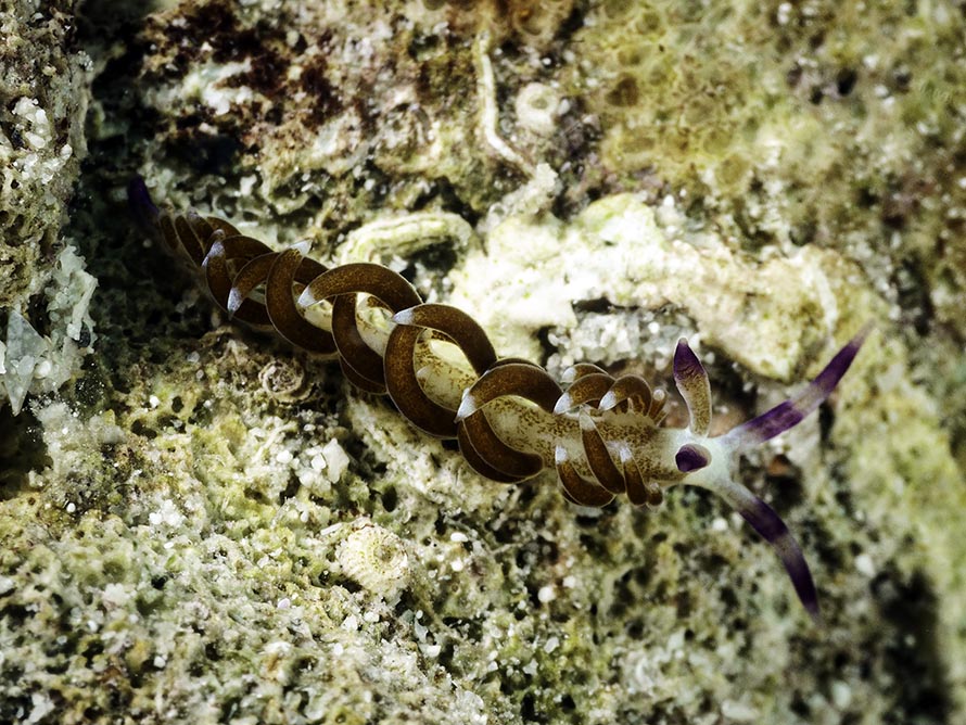 Tenellia sp. AL