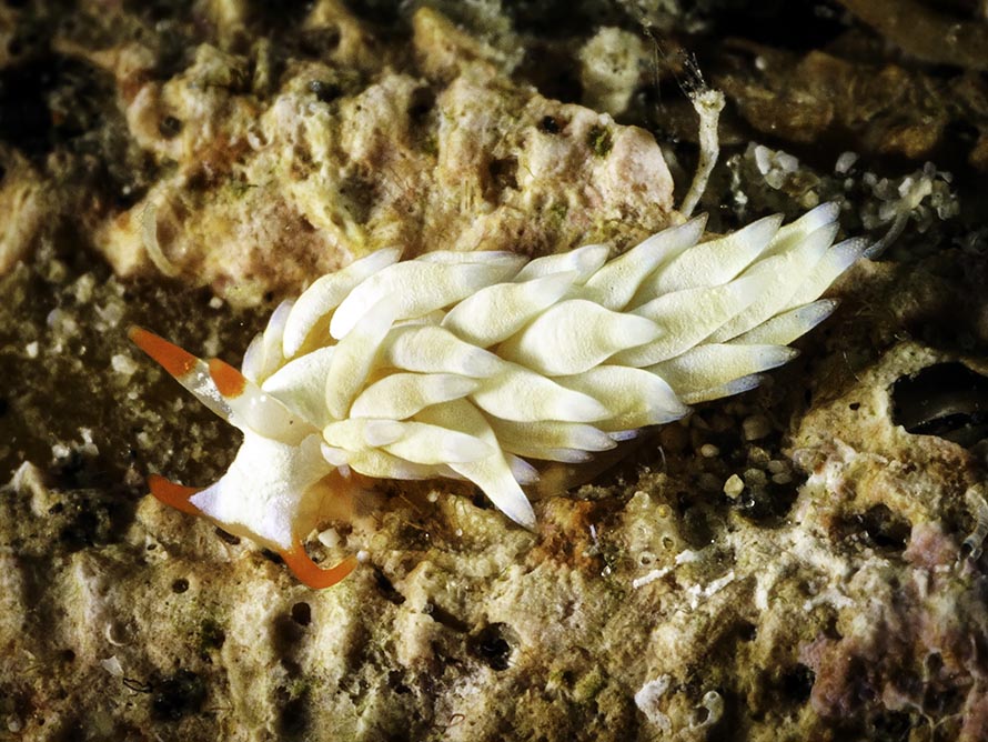 Tenellia sp. AM