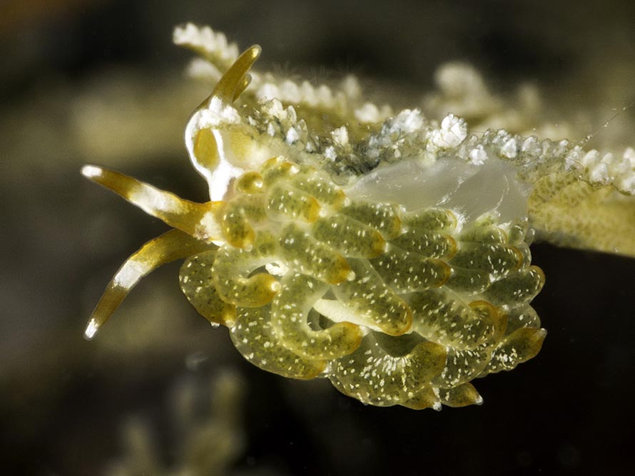 Tenellia yamasui