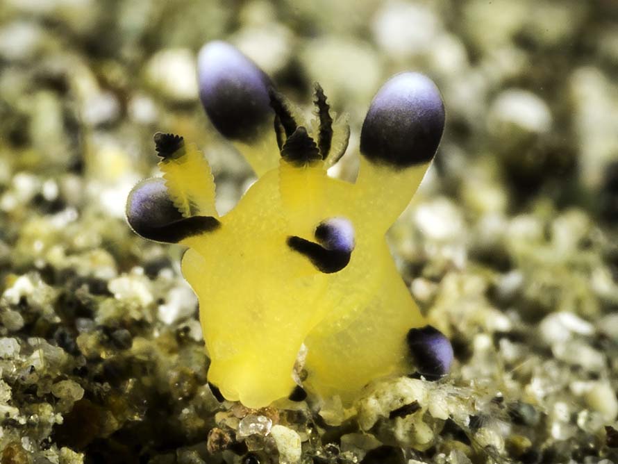 Thecacera pacifica