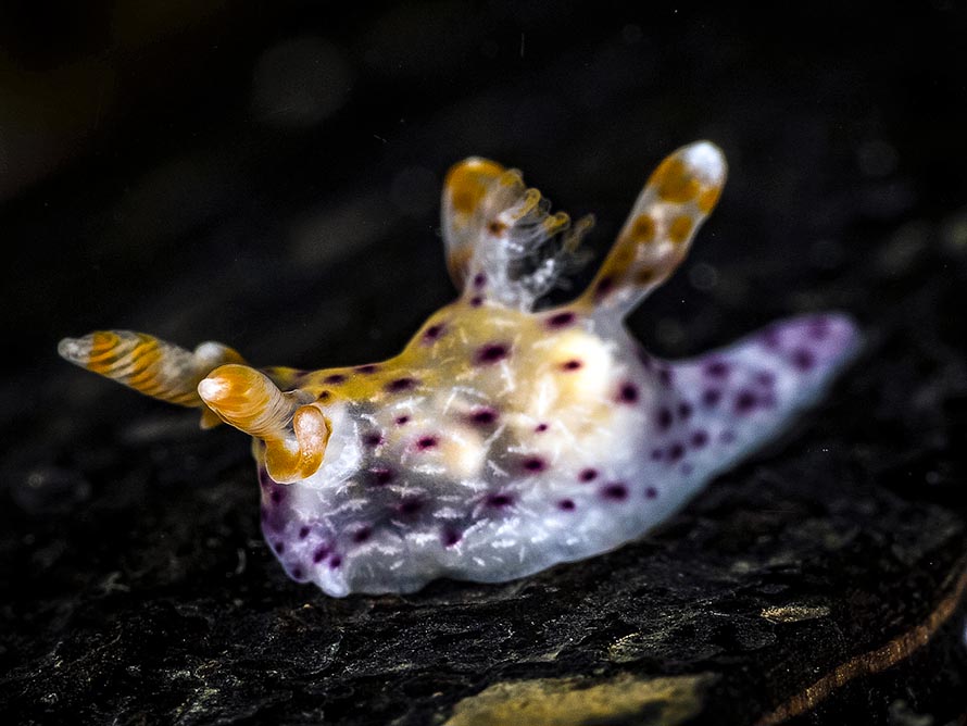 Thecacera sp. 15