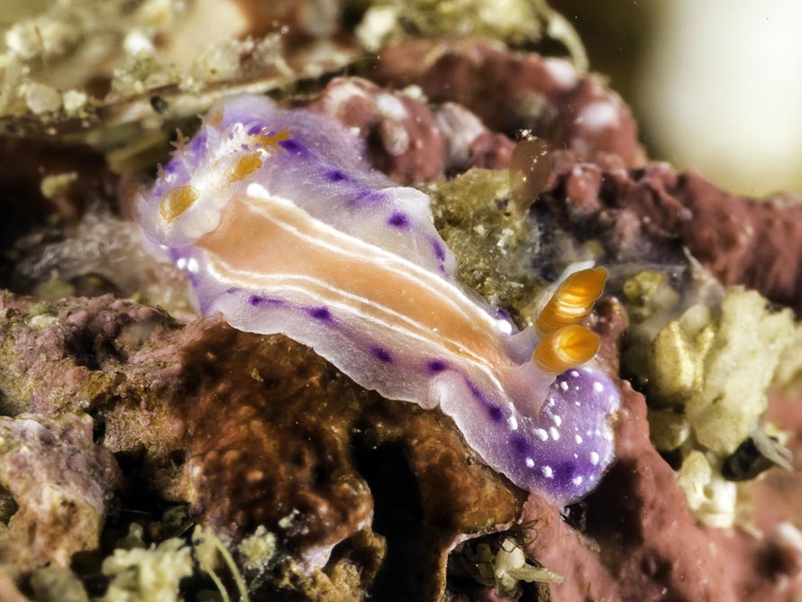 Thorunna sp. 5