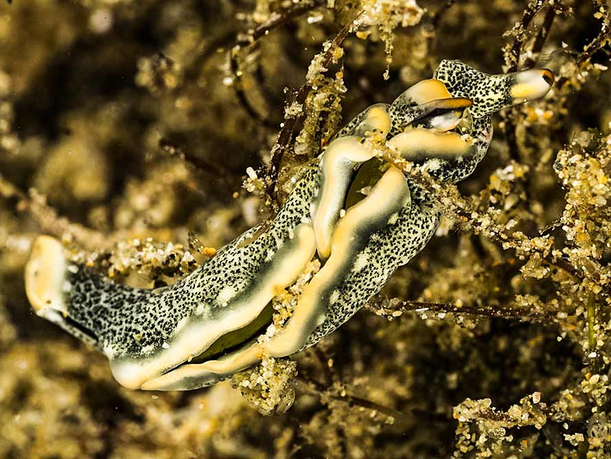 Thuridilla carlsoni