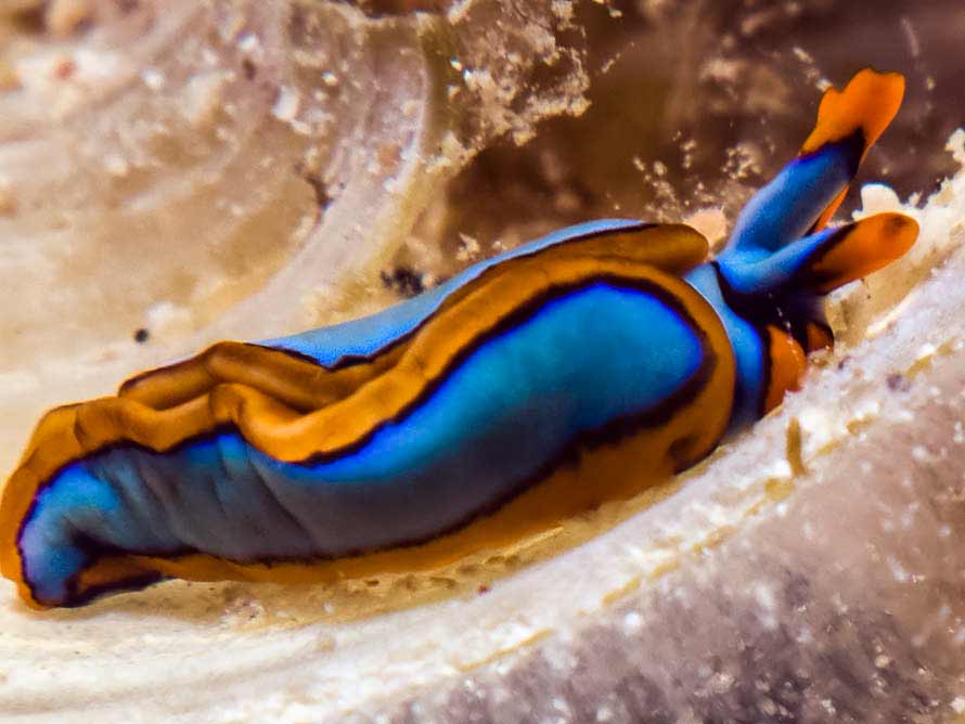 Thuridilla lineolata