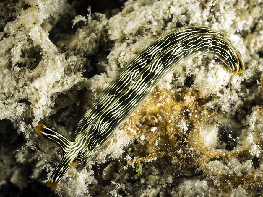 Thuridilla gracilis