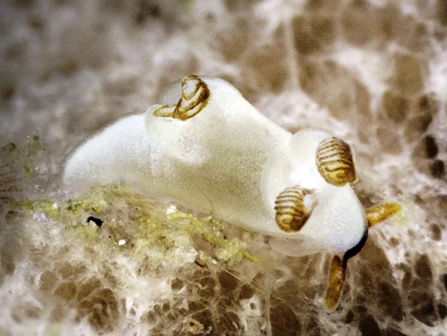 Trapania gibbera