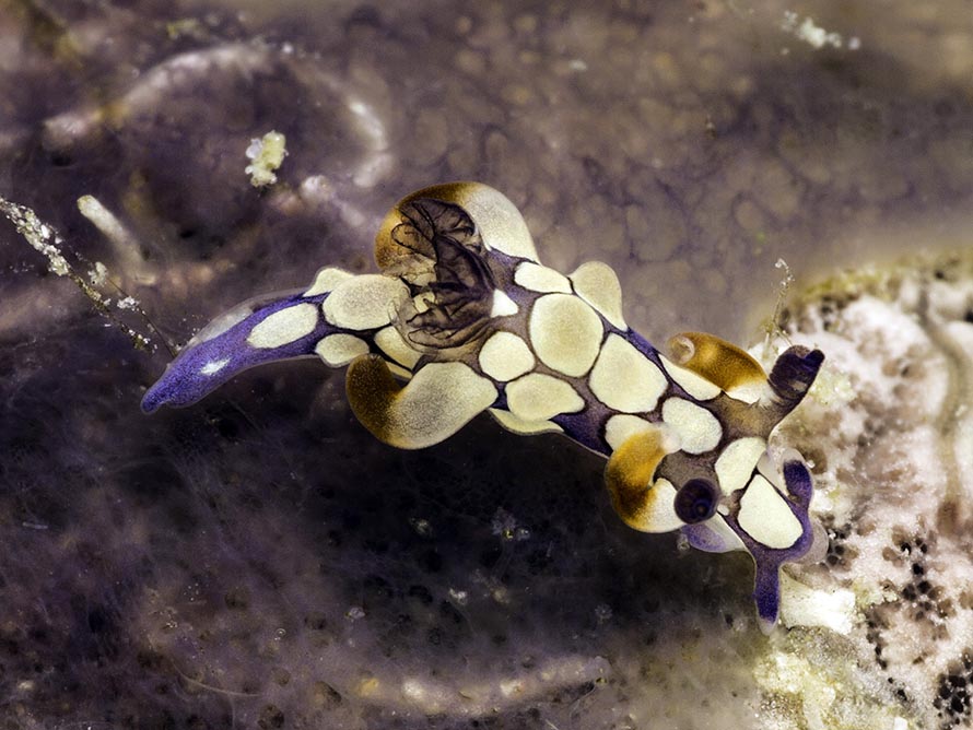 Trapania scurra