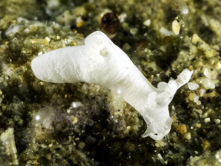 Trapania sp. 2