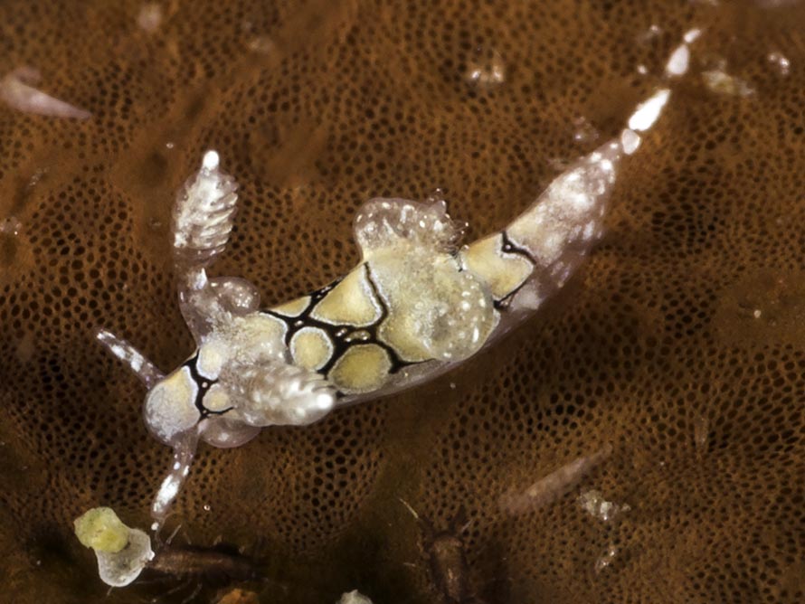 Trapania sp. K