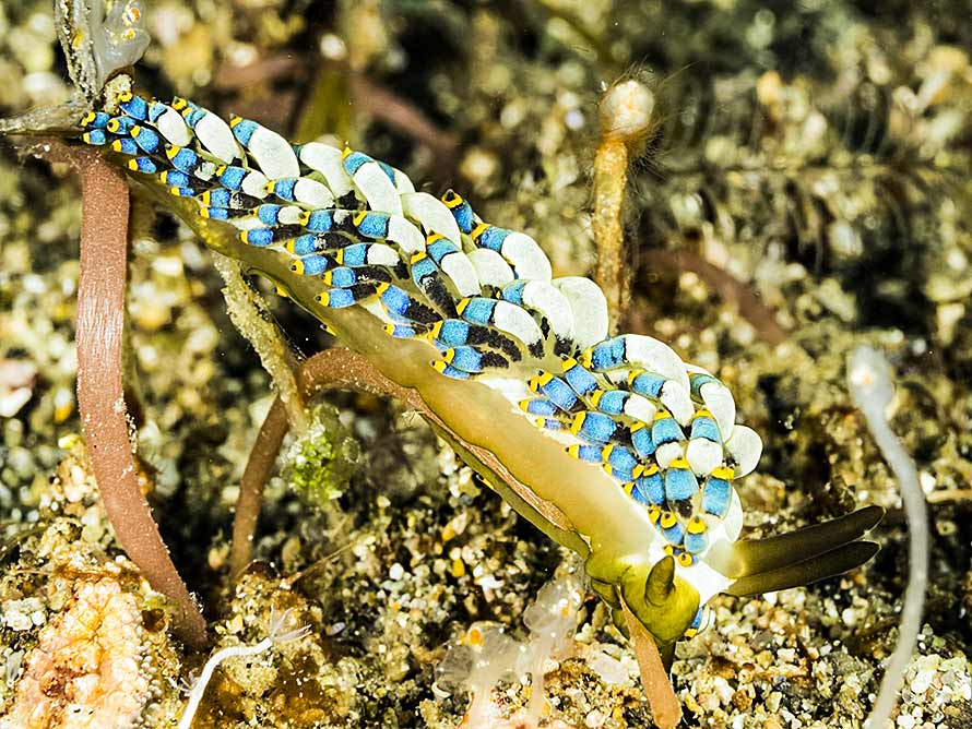 Trinchesia sp. 15