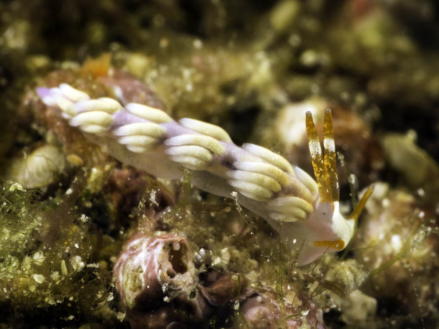 Trinchesia sp. 20