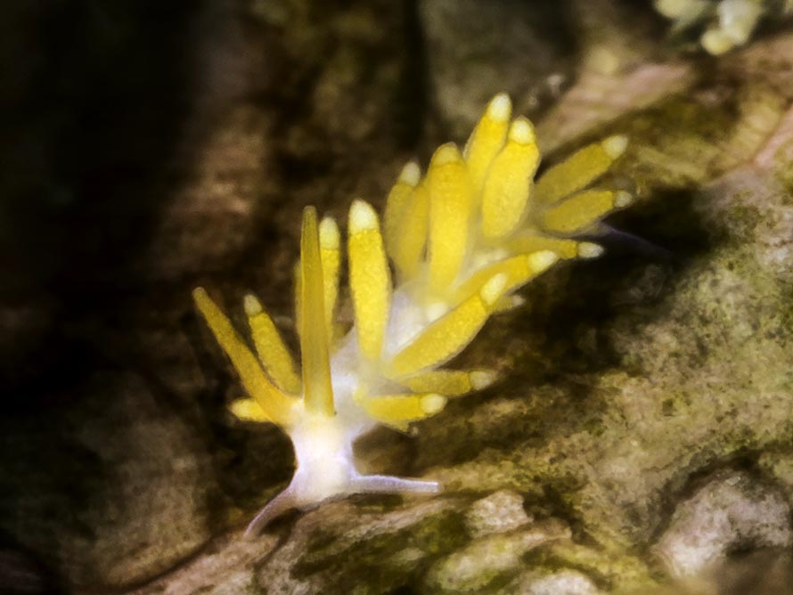 Trinchesia sp. P