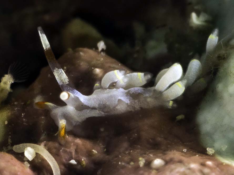 Trinchesia sp. ZK