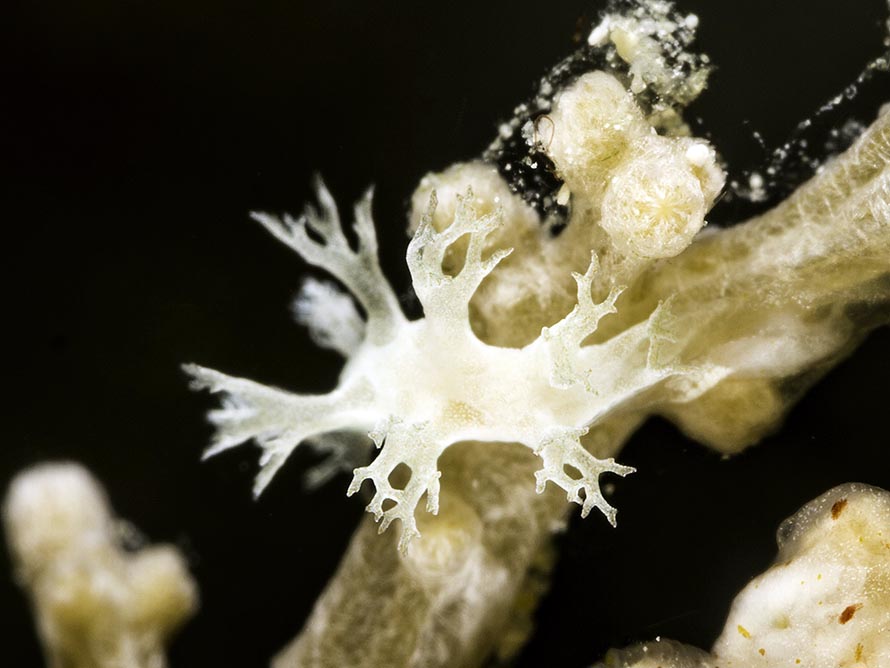 Tritonia sp. 10