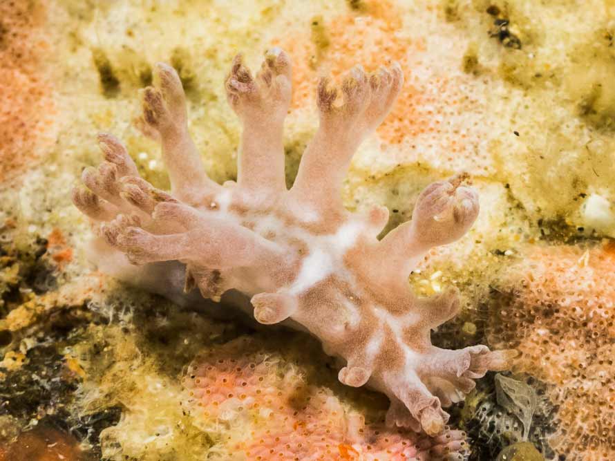 Tritonia sp. 4