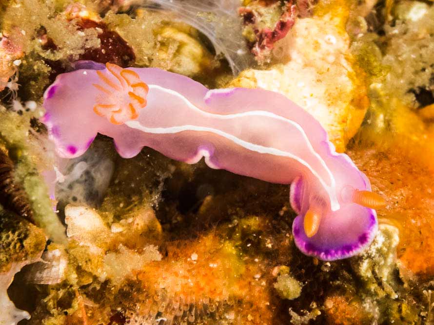 Verconia alboannulata