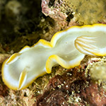 Ardeadoris cf electra