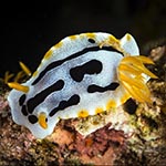 Chromodoris dianae