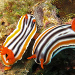 Chromodoris magnifica