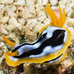 Chromodoris strigata