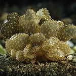 Cyerce pavonina
