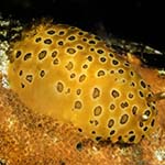 Dendronotus guttata