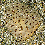 Euselenops luniceps