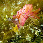 Favorinus mirabilis