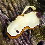 Goniobranchus rubrocornutus