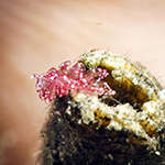 Hermaea sp. F