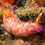 Hypselodoris maculosa (Pease, 1871)