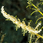 Kabeiro phasmida