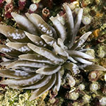 Phyllodesmium colemani