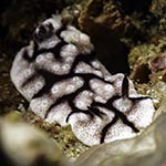 Paradoris liturata