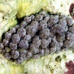Phyllodesmium sp. 4