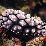 Phyllidiella sp. D