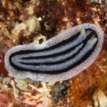 Phyllidiopsis xishaensis