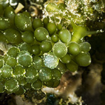 Sacoproteus smaragdinus