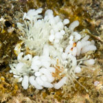 Tergiposacca perspicua